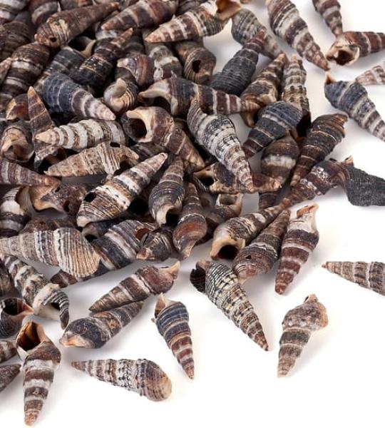 Black Natural Seashells for Crafts and Home Decor