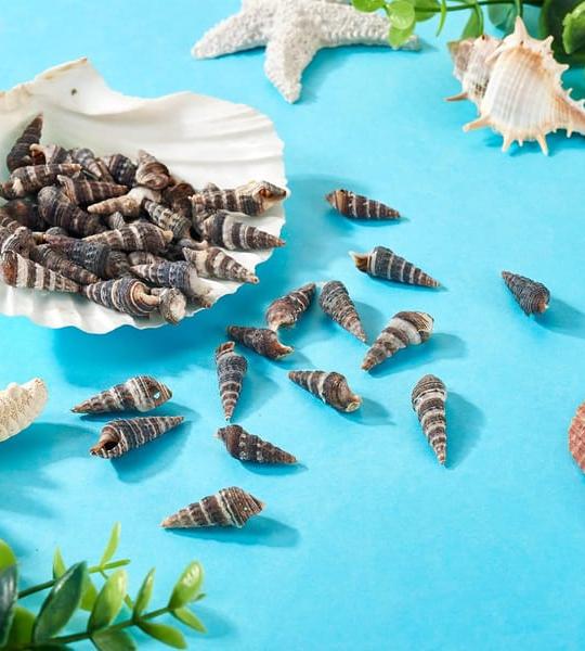 Black Natural Seashells for Crafts and Home Decor