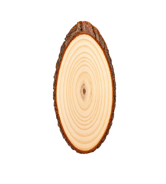 Natural Wood Slices – Oval Shapes & Coasters